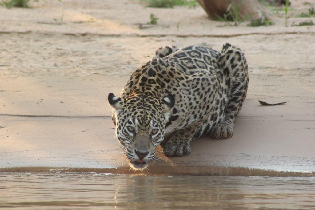 Pousada Reserva Ecologica Jaguar Poconé Exterior foto