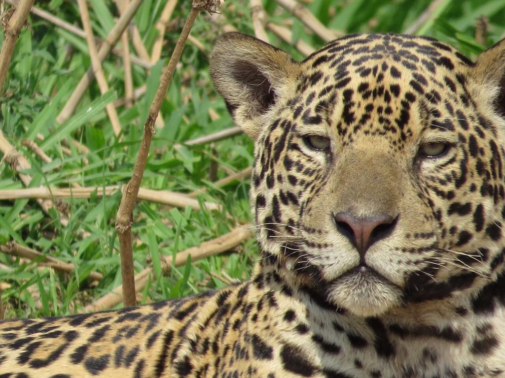 Pousada Reserva Ecologica Jaguar Poconé Exterior foto