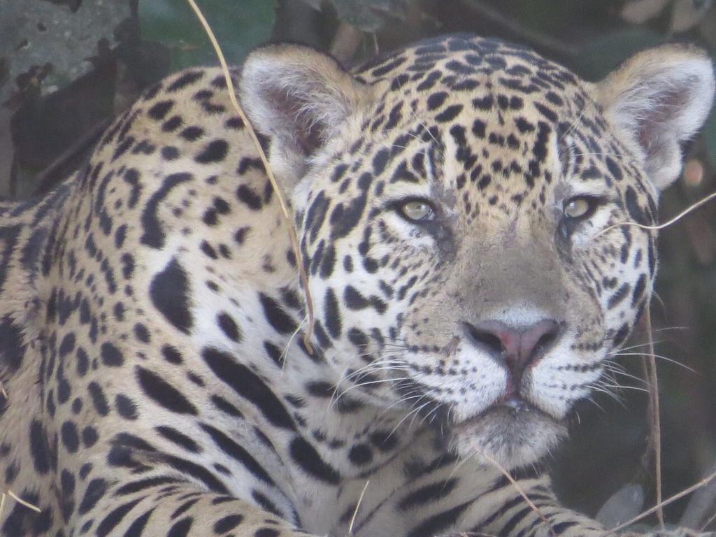 Pousada Reserva Ecologica Jaguar Poconé Exterior foto