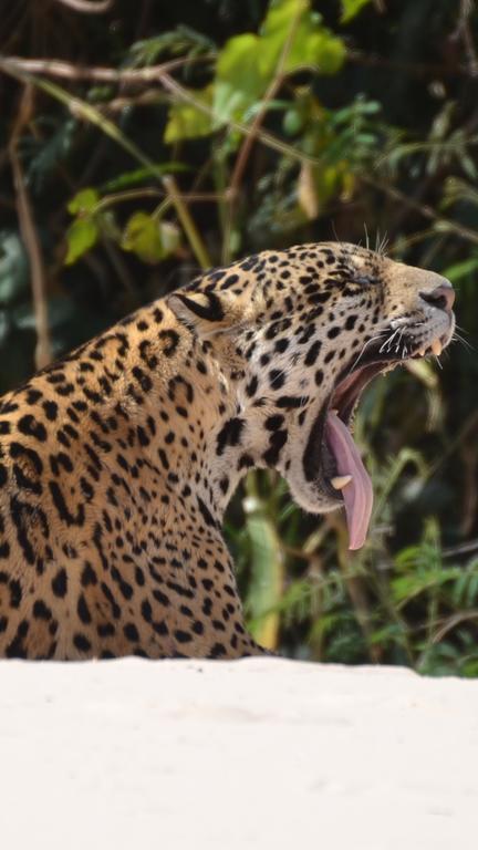 Pousada Reserva Ecologica Jaguar Poconé Exterior foto