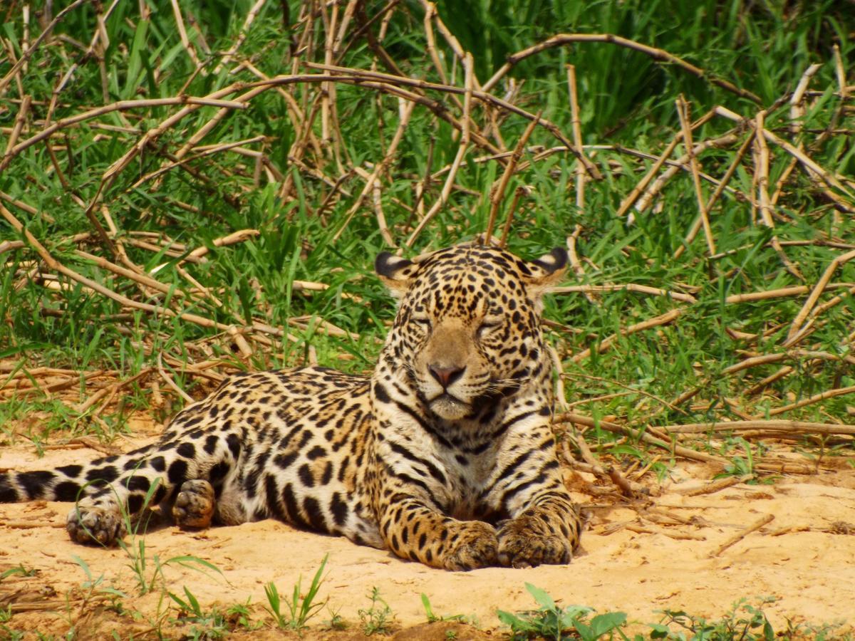 Pousada Reserva Ecologica Jaguar Poconé Exterior foto